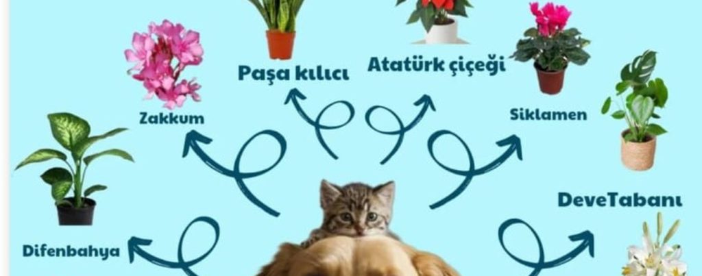 Kedi ve köpekler için zehirli bitkiler bilgilendirme görseli