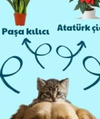 Evcil hayvan zehirlenme konu görseli Kedi ve köpekler için zehirli bitkiler bilgilendirme görseli