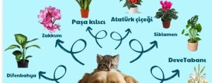 Kedi ve köpekler için zehirli bitkiler bilgilendirme görseli