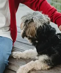 evde-bir-kedimiz-varken-neden-ikinci-kedi-sahiplenmeliyiz evde-bir-kedimiz-varken-neden-ikinci-kedi-sahiplenmeliyiz