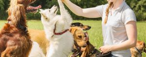 pet behavior training