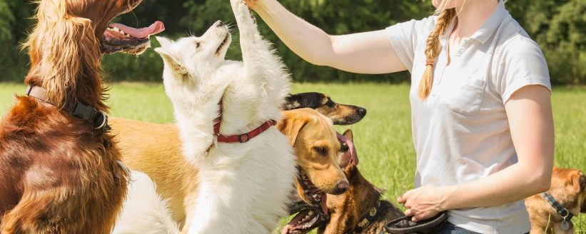 pet behavior training