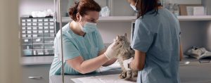 pet first aid emergency veterinarian clinic stock photo