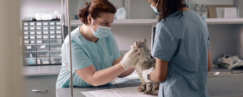 pet first aid emergency veterinarian clinic stock photo