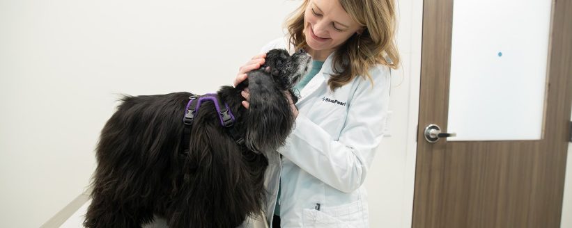 Evcil Hayvanlarda Alerjiler: Gıda, Çevre ve Cilt Alerjileri - Öne Çıkan Görsel pet skin allergy dog cat veterinarian stock photo
