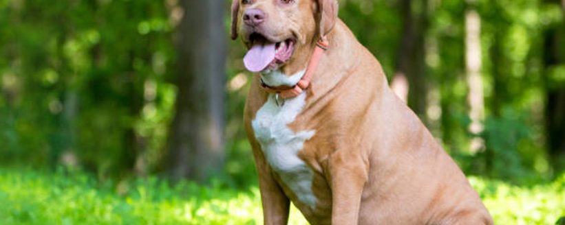 Evcil Hayvanlarda Obezite: Nedenler, Riskler ve Kilo Kontrolü - Öne Çıkan Görsel pet obesity