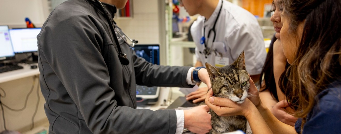 pet poisoning emergency veterinarian stock photo