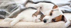 pet safe home environment cat dog safety stock photo
