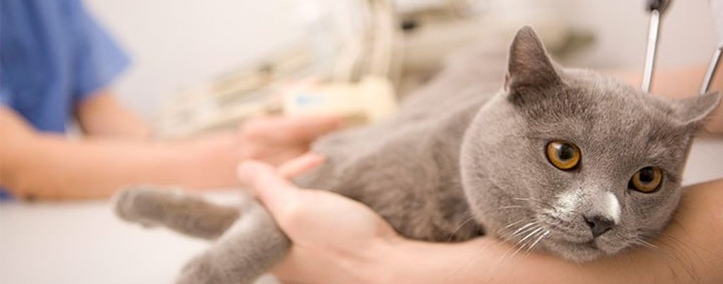 Kedi sahiplendirme görseli