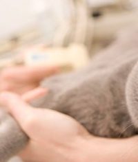 Kedi sahiplendirme custom featured Kedi sahiplendirme görseli