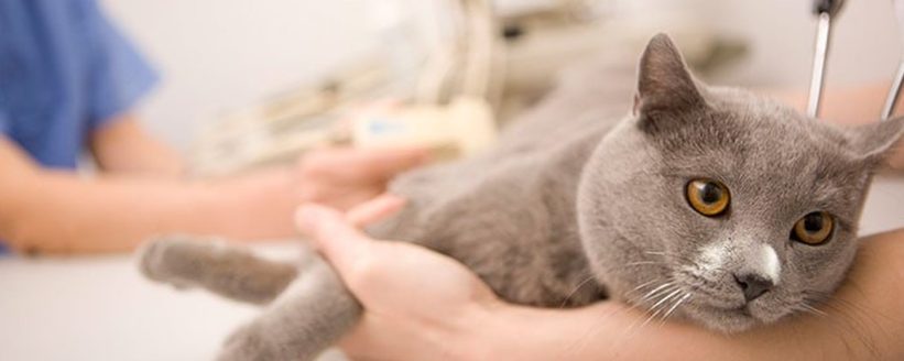 Kedi sahiplendirme görseli