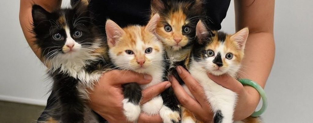 Kedi sahiplendirme görseli