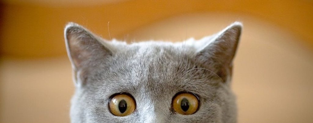 Kedi sahiplendirme görseli