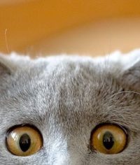 Kedi sahiplendirme custom featured Kedi sahiplendirme görseli