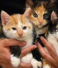 Kedi sahiplendirme custom featured Kedi sahiplendirme görseli