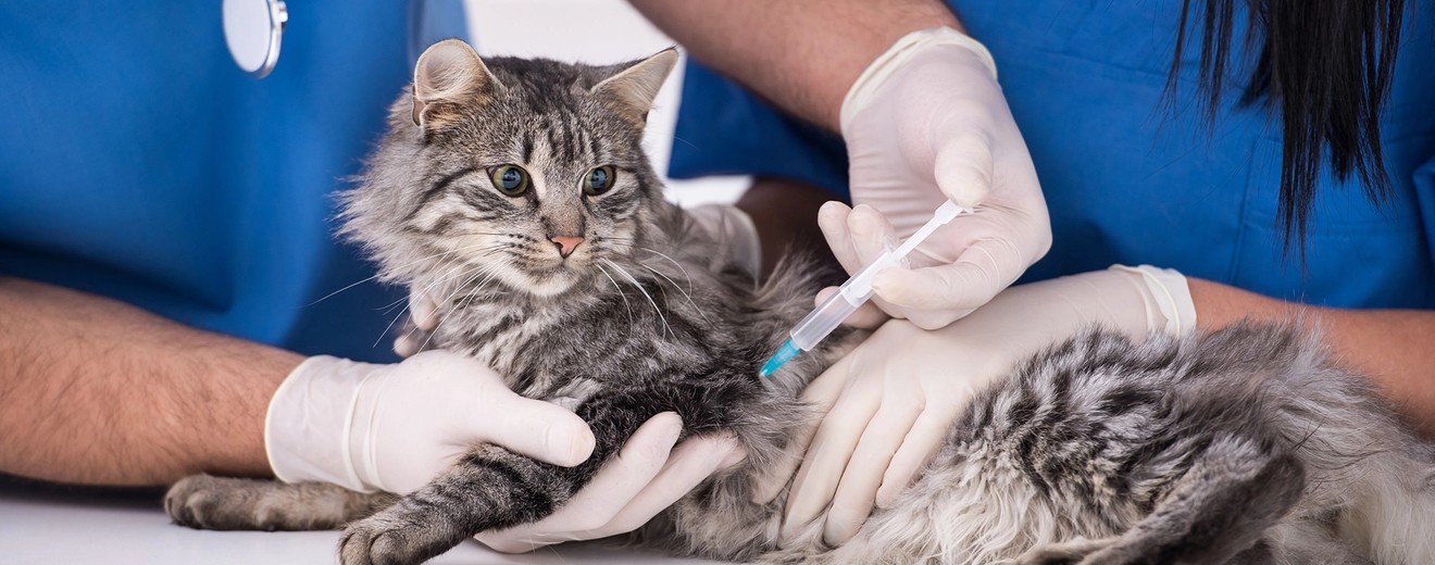 cat vaccination adoption