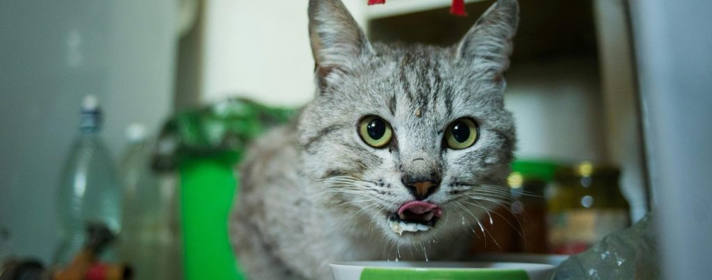 cat eating too fast from bowl stock photo