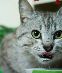 Kediler Yemek Yedikten Sonra Neden Kusar? Normal Durumlar, Tehlike İşaretleri ve Doğru Yaklaşım - Öne Çıkan Görsel cat eating too fast from bowl stock photo