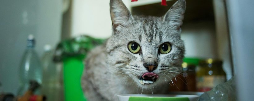 cat eating too fast from bowl stock photo