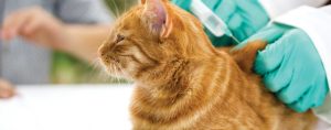 cat vaccination veterinarian clinic kitten adult stock photo