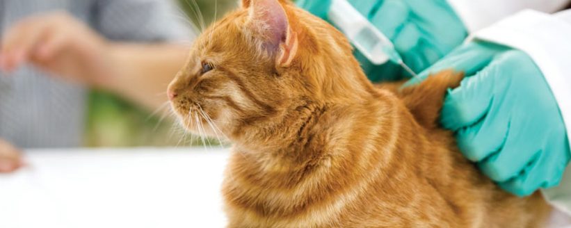 Kedilerde Aşı Takvimi: Yavru Kedi ve Yetişkin Kediler İçin Kapsamlı Rehber - Öne Çıkan Görsel cat vaccination veterinarian clinic kitten adult stock photo