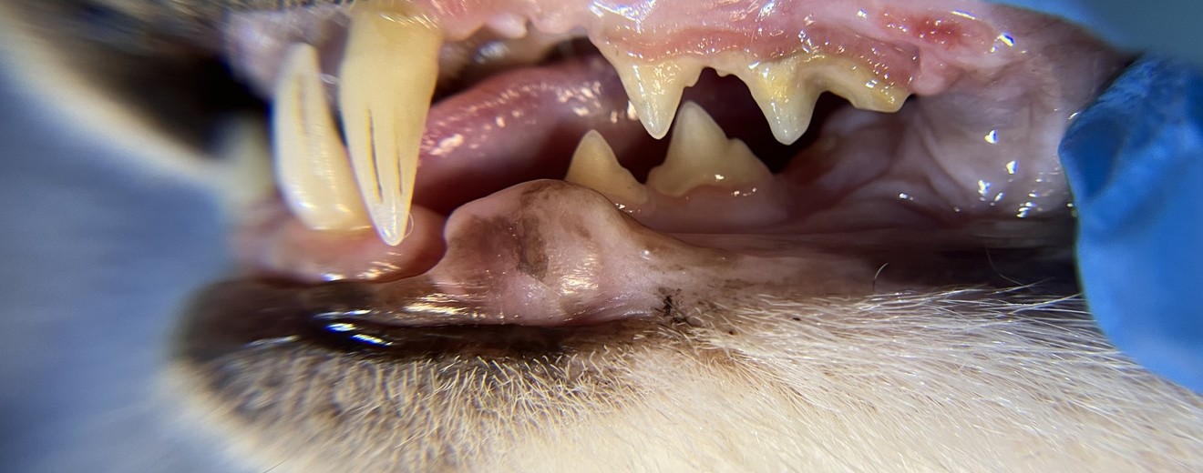 cat dental disease tartar gingivitis stock photo
