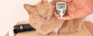 cat diabetes insulin treatment stock photo