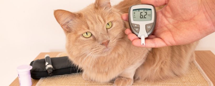 Kedilerde Diyabet (Şeker Hastalığı): Belirtiler, Tedavi ve İnsülin - Öne Çıkan Görsel cat diabetes insulin treatment stock photo