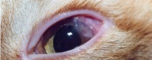 cat eye disease conjunctivitis cataract glaucoma stock photo