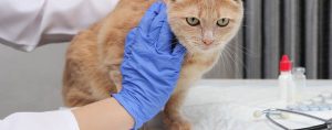 cat hepatic lipidosis liver failure veterinarian exam stock photo