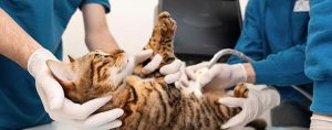 cat chronic kidney disease veterinarian exam stock photo