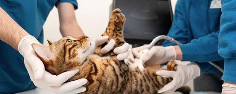 Kedilerde Kronik Böbrek Yetmezliği: Erken Belirtiler, Evde Takip ve Beslenme Planı - Öne Çıkan Görsel cat chronic kidney disease veterinarian exam stock photo