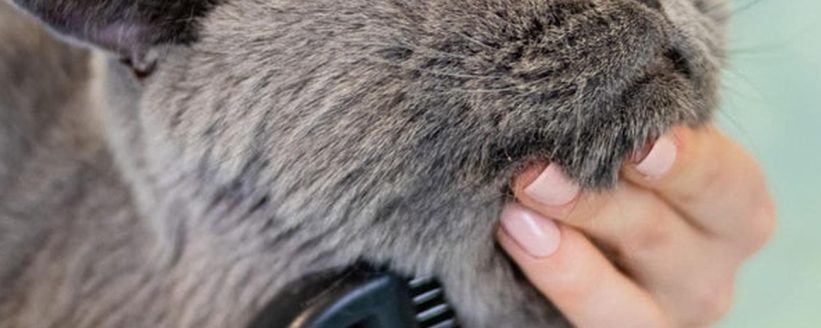 cat shedding causes prevention grooming stock photo