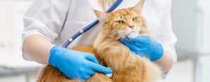 cat not meowing health problems veterinarian checkup stock photo