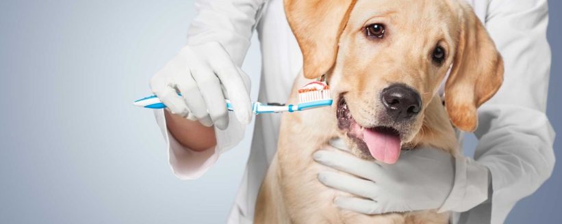 dog dental care veterinarian stock photo