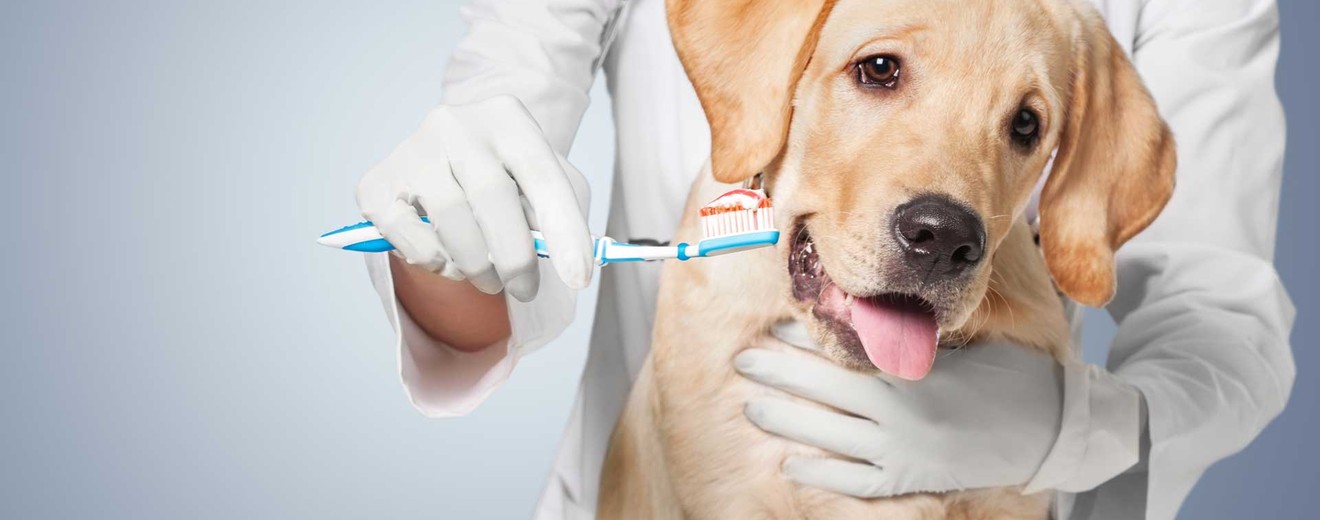 dog dental care veterinarian stock photo
