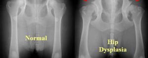 dog hip dysplasia xray stock photo