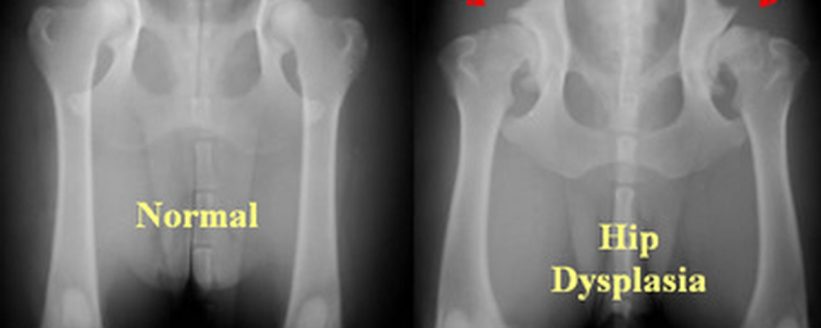 dog hip dysplasia xray stock photo