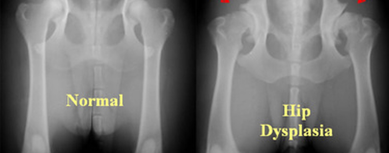 dog hip dysplasia xray stock photo