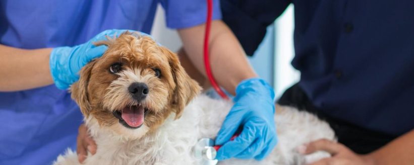 dog heart disease stock photo