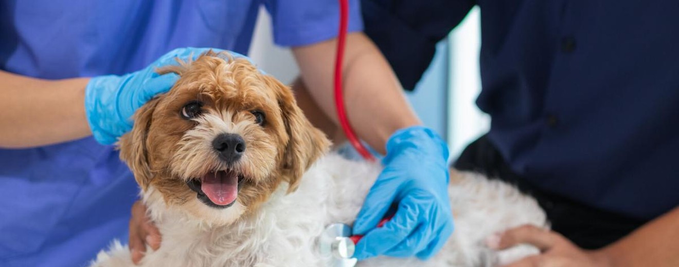 dog heart disease stock photo