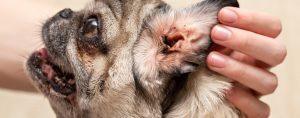 dog ear infection