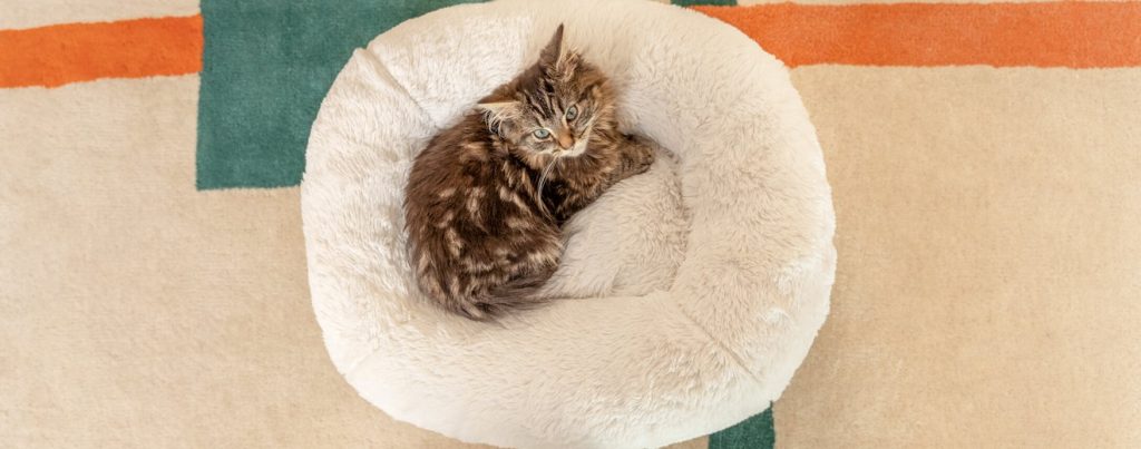 newly adopted cat at home safe room stock photo