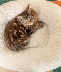 Sahiplenilen Kediyi Eve İlk Getirdiğinizde Dikkat Edilmesi Gerekenler - Öne Çıkan Görsel newly adopted cat at home safe room stock photo