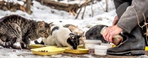 stray animals winter shelter feeding