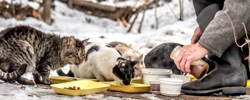 stray animals winter shelter feeding