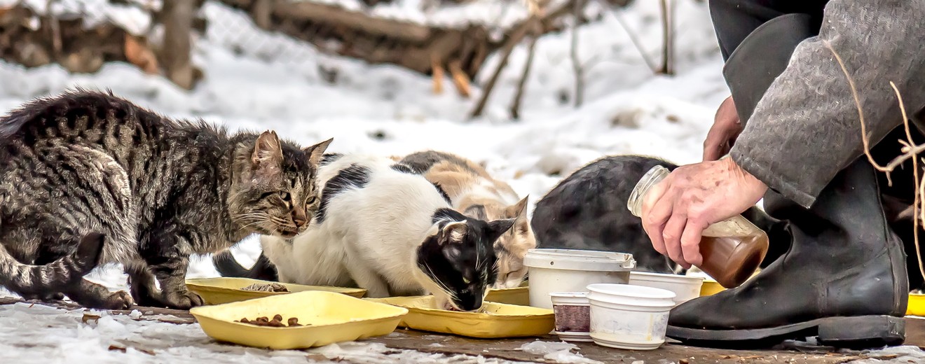 stray animals winter shelter feeding
