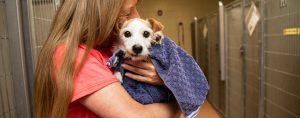 stray animals helping guide shelter adoption volunteer stock photo