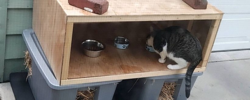 stray cats protection care feeding shelter stock photo