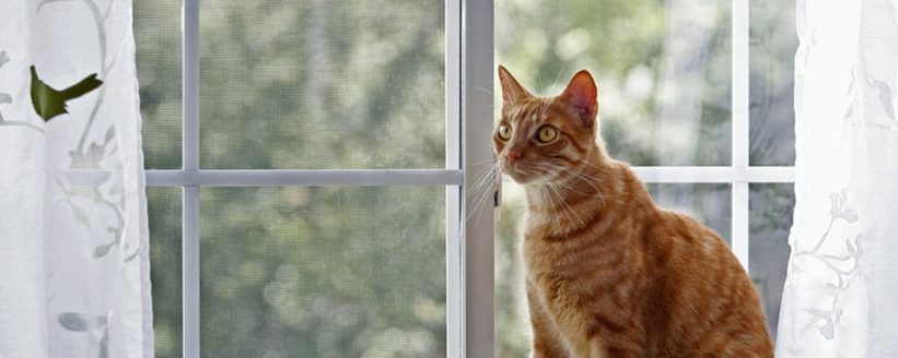 Vasisdas Pencerelerin Kediler İçin Ölümcül Tehlikesi - Öne Çıkan Görsel cat near open window home safety stock photo